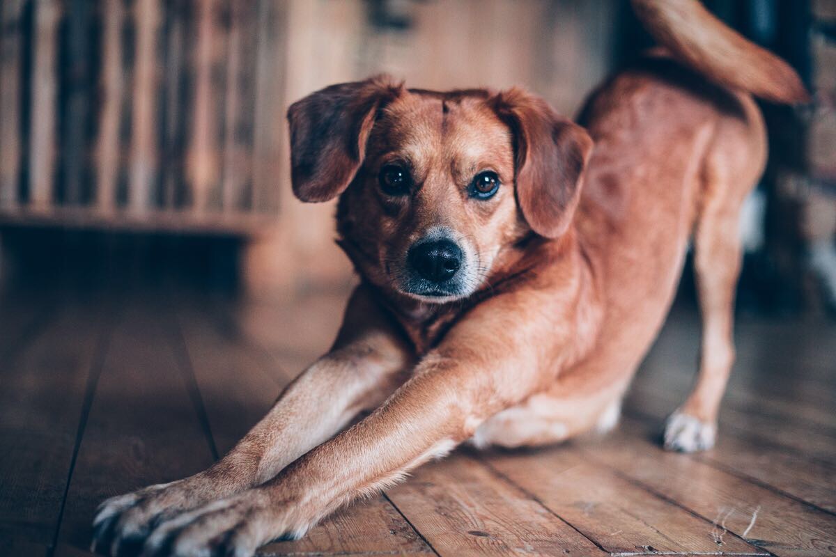 ... für Hund ...