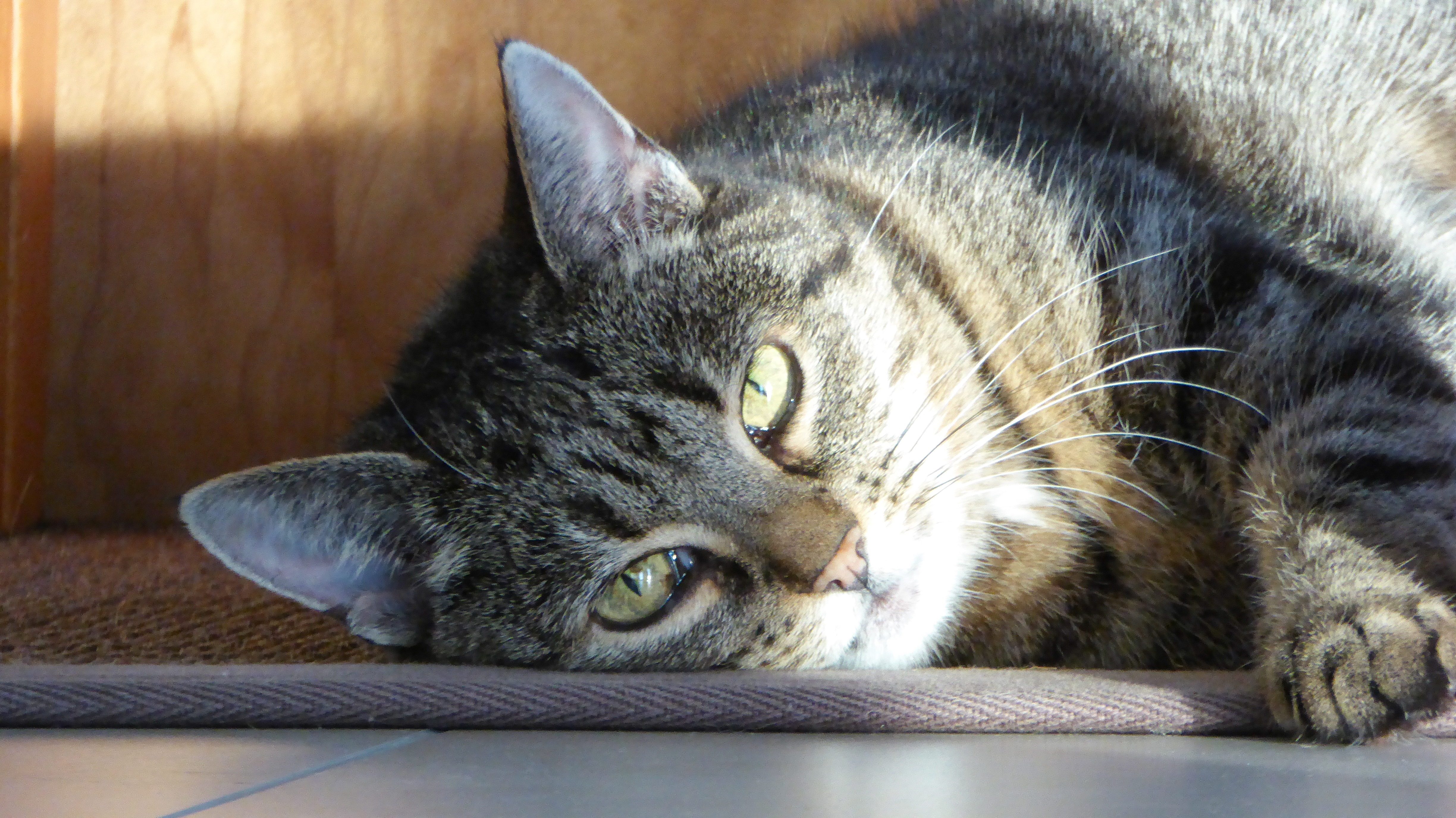 ... und Katze